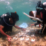 回胴遊商九州･沖縄支部がサンゴの保全活動